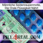 Männliche Seidenraupenmotte, Die Orale Flüssigkeit Nährt new02